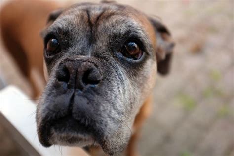 Love & Care: How to Help Your Senior Dog Maintain a Quality Life - Miss ...