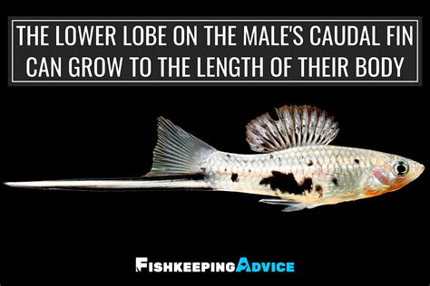 The Only Swordtail Fish Care Guide You Will Need | Fishkeeping Advice