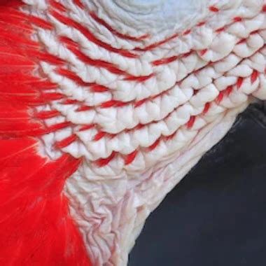 Cowgirl Avi Granny Blowjob Porn XHamster