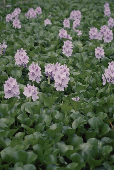 Jacinto De Gua Eichhornia Crassipes Uma Planta Aqu Tica Invasora Em