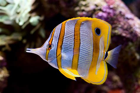 The Different Species of Butterflyfish - Blue Planet Aquarium