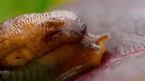 Closeup of brown slug crawling 15446148 Stock Video at Vecteezy