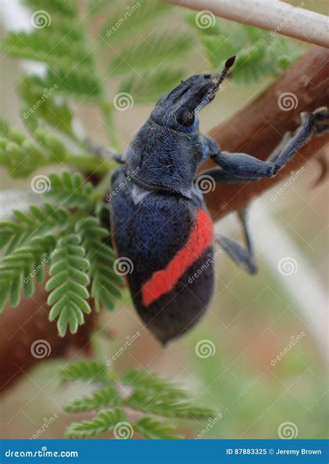 Pink Banded Weevil Stock Image Image Of Safari Madikwe 87883325