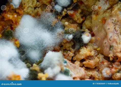 Disgusting Mold Of White And Green Covers Rotten Food Stock Image