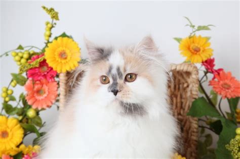 Calico Persian Kittens | Calico Persian Cats | Calico Cats | Calico Persian Cat Breeders