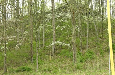 Flowering Dogwood Woody Plants Of Ohio