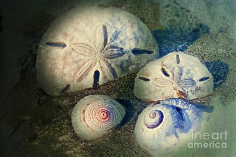 Texas Shells In The Sand Photograph By Barbara Rabek Fine Art America