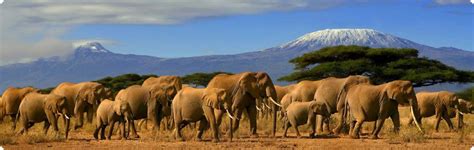 Interact With African Bush Elephants At Amboseli National Park In Kenya