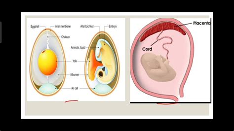 what is vitellogenesis?#reproduction #biology #growthphase of oogenesis ...