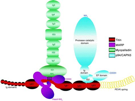 Phenotypic Heterogeneity Of Sarcomeric Gene Mutations A Matter Of Gain