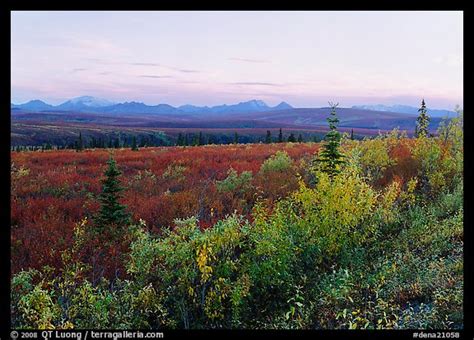 Picturephoto Autumn Bushes Tundra And Alaska Range At Dusk Denali