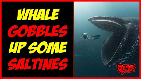 Whales Are Tired Of These Demons Too Youtube