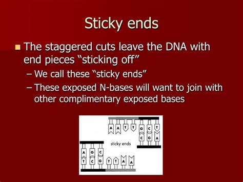 PPT - Restriction Enzymes PowerPoint Presentation, free download - ID ...