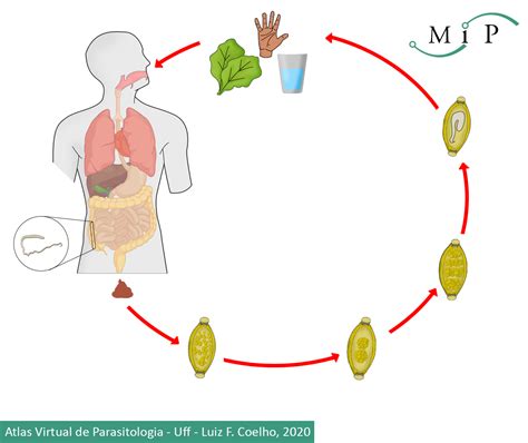 Atlas Virtual De Parasitologia