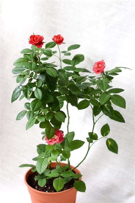 Rose From The Naked Collection PINE SG