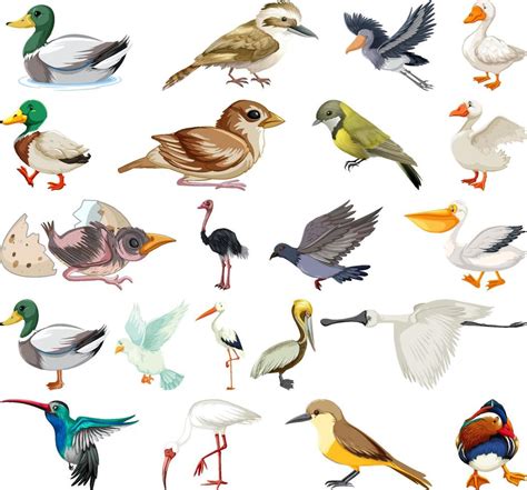 Diferentes Tipos De Colecci N De Aves Vector En Vecteezy