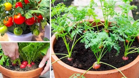 Verduras F Ciles De Cultivar En Macetas En Casa Ideas Paramicasa