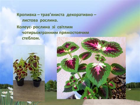 Презентація "Кімнатна рослина - Колеус"