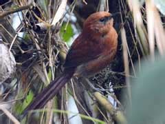 キツツキの探鳥記