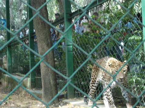 A Leopard In Bannerghatta Zoo Banglore There Are Still Thrilling