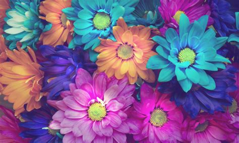 Blue And Pink Flower Wallpaper Sf Wallpaper