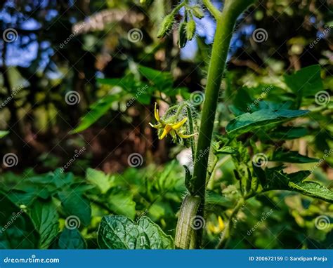 Tomateiros Pertencem Ao Grupo Vegetal Conhecido Como Plantas Floridas