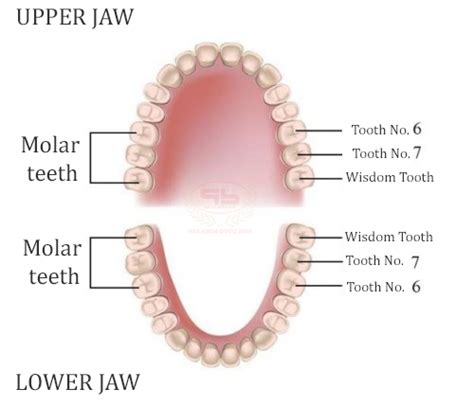 Should Molar Tooth No7 Be Removed When It Is Painful