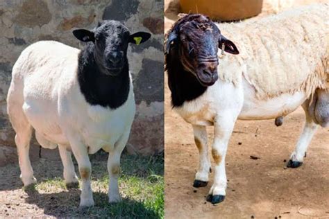 Blackhead Persian Sheep Farming In Kenya Bizhack Kenya