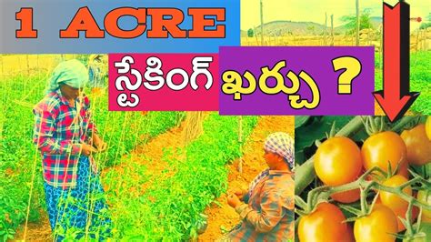 Acre Tomato Farm In Telugu Tomato Sagu Telugu Telugu Farming