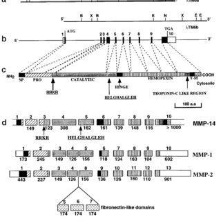 Structure Of Mmp14 And Comparison With Other MMP Genes Representing