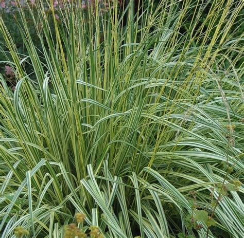 Variegated Moor Grass Molinia Caerulea Variegata Canada