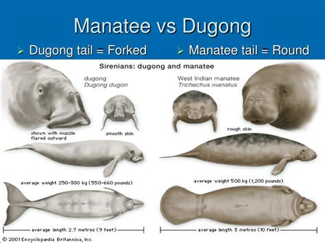 Dugong Tail