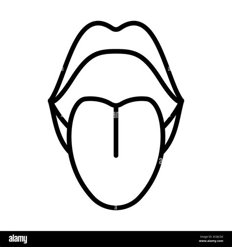 Human Mouth Anatomy Hi Res Stock Photography And Images Alamy