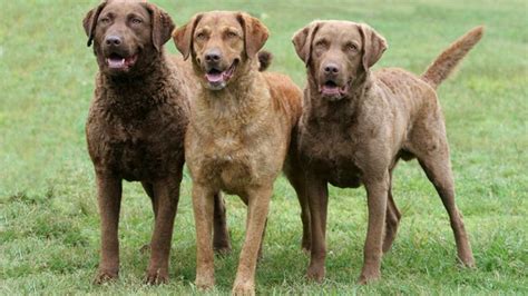 Chesapeake Bay Retriever Dog Breed Information Zoological World