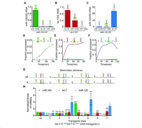 The Basal Stem Sequences Regulate The Expression And Function Of The