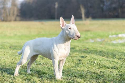 5 Bull Terrier Health Issues to Know About (Vet Answer) | Hepper