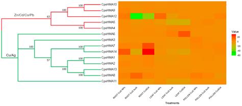 Genes Free Full Text A Genome Wide Identification And Comparative Analysis Of The Heavy