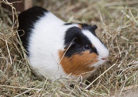 Guinea Pig - Dudley Zoo and Castle