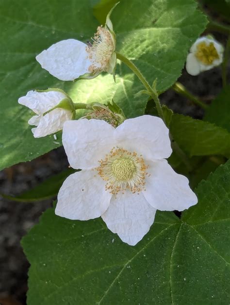 Thimbleberry From Riverside County CA USA On June 30 2024 At 02 37