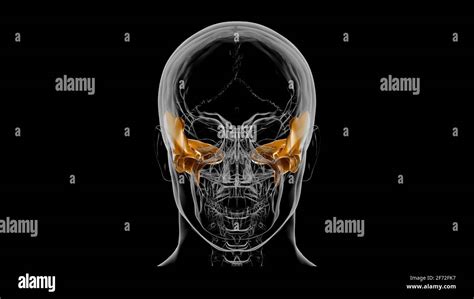 Human Skeleton Skull Temporal Bone Anatomy For Medical Concept 3D