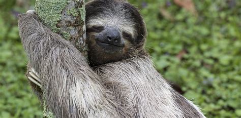 Tree-hugging pose | Sloth, Cute sloth, Three toed sloth