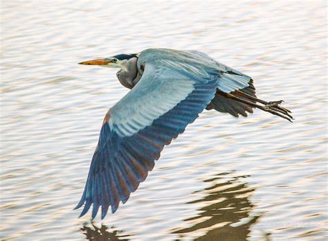 Great Blue Heron Taking Flight Photograph By Brian Tada