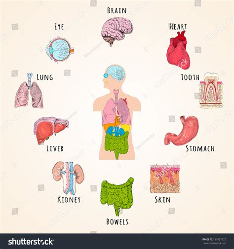 Human Anatomy Concept Body Silhouette Organs ภาพประกอบสต็อก 191927972