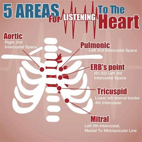 Heart Auscultation Tips Nursing School Studying Nurse Nursing Students