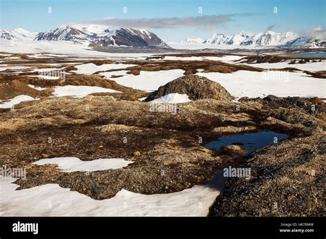 Tundra With Last Snow In Summer Spitsbergen Svalbard Norway Stock