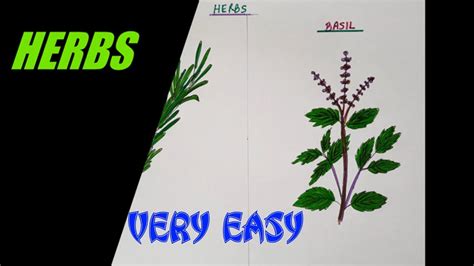 How To Draw Herbs Easily Rosemary And Basil Science Evs For Kids