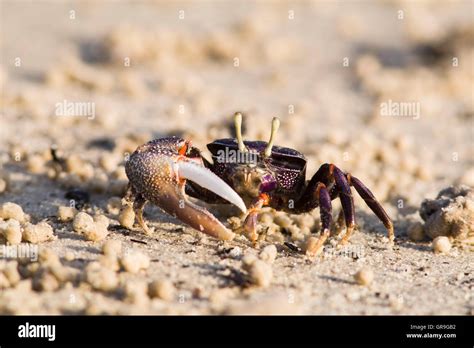 West African Fiddler Crab Uca Tangeri Adult Male Filtering Sand