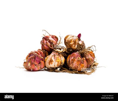 Lily Bulbs Isolated On White Ready To Plant Stock Photo Alamy