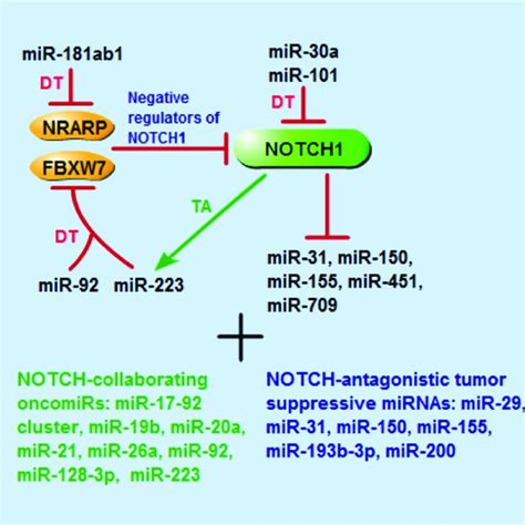 Schematic Representation Of Mirnas That Are Implicated In Notch1myc