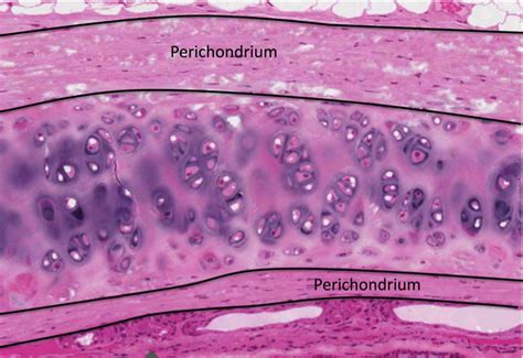 Perichondrium Histology